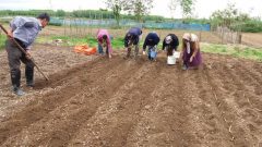 ۲۶ هکتار از زمین‌های کشاورزی صومعه سرا زیر کشت نیشکر رفت